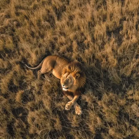 drone-shot