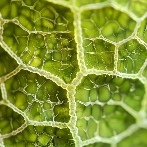 „Microscope camera shot of a close-up on a leaf showing detailed cell structure“