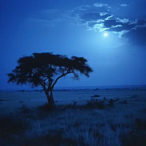 in moonlight