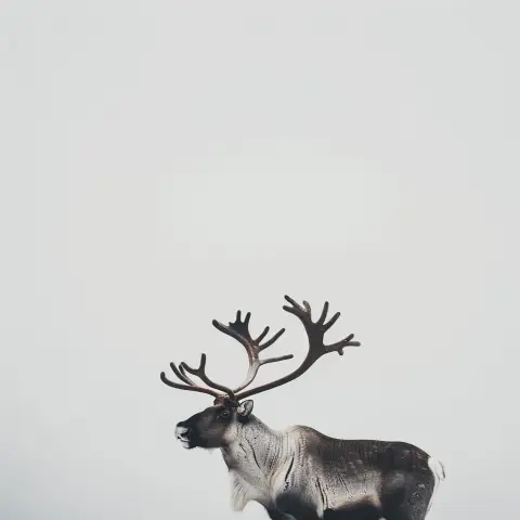 Minimalist